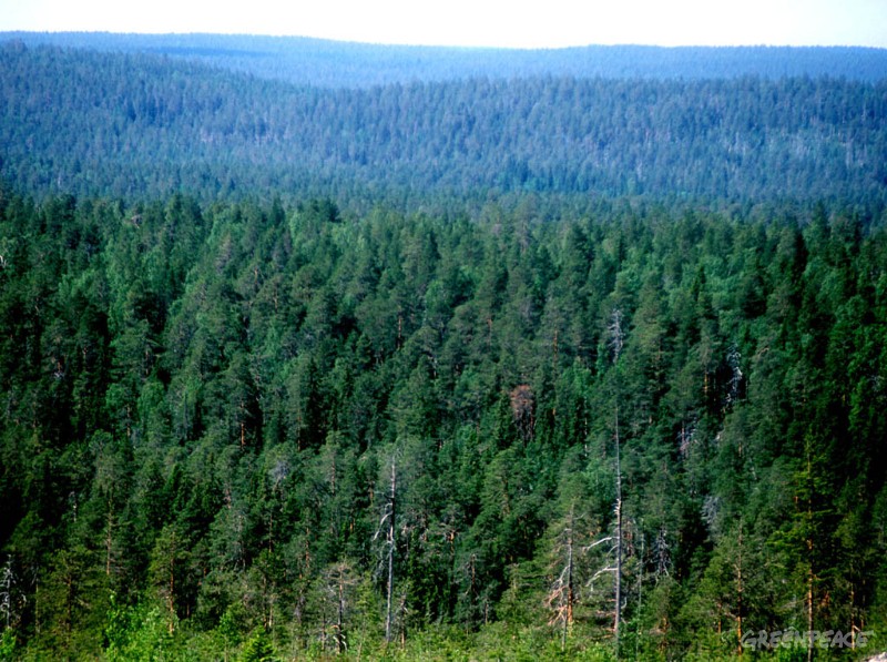 15 сентября - День леса в России