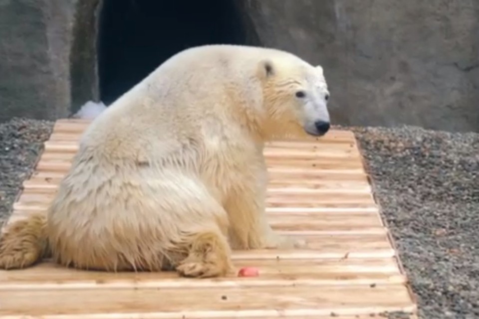 Белый медведь Диксон впервые искупался в бассейне