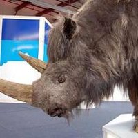 В Забайкалье ребёнок случайно нашёл останки древнего носорога