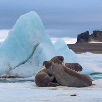 Открыт необитаемый арктический архипелаг, названный Землей Франца-Иосифа